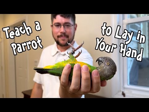 How to Teach a Parrot to Lay on Their Back in Your Hand!