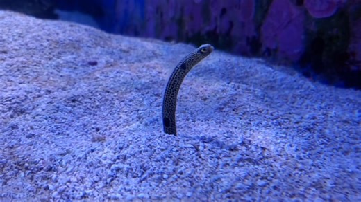 Eel, Aquarium, Underwater. Free Stock Video