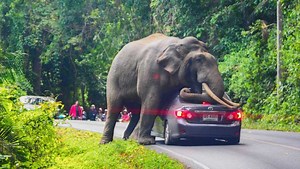 VIDEO: Elephant crushes car in its way on road