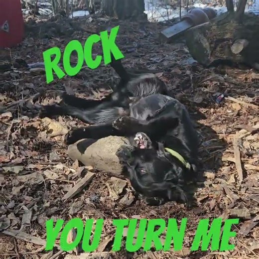 Crazy Black Lab Turned Upside Down Loves His Big Rock