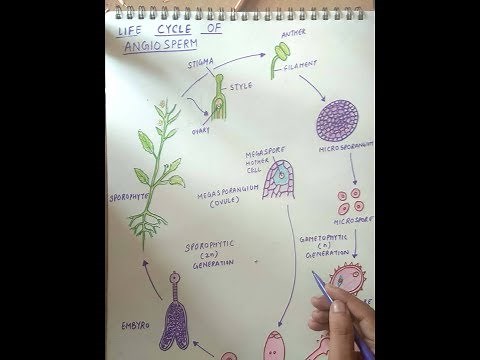 how to draw Life cycle of angiosperm