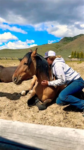 Nap time with our herd 😴❤️#relaxing #dreamlife #horses #mule #wildmustang #horse #horselife #equine