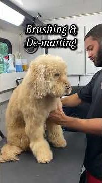 Bo the Goldendoodle Gets a Stunning Grooming Makeover & Full Groom by Remy! #doghealth