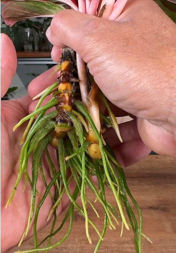 Never thought she would get to this point… For months now, this plant just hasn’t looked like herself. So today I’m fixing the problem before things get worse. #TikTokLearningCampaign #LearnonTikTok #Houseplants #plants #propagation
