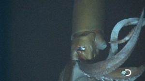 Giant squid filmed in the deep for the first time