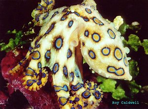 Greater blue ringed octopus - Alchetron, the free social encyclopedia