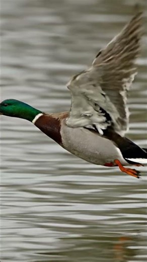 Duck Flying #asmr