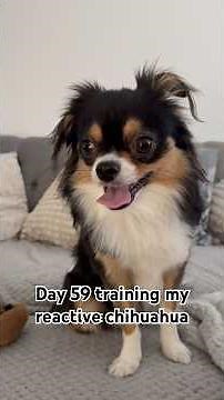 Day 59 training my reactive chihuahua 🐶🐾