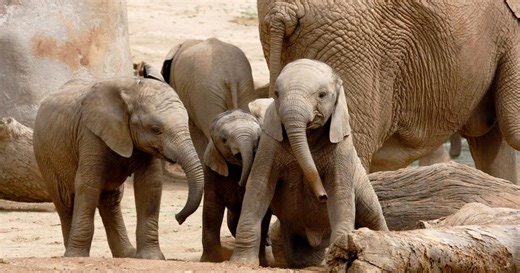 «Historique» : conçus au printemps 2024, deux éléphanteaux devraient naître en France en 2026