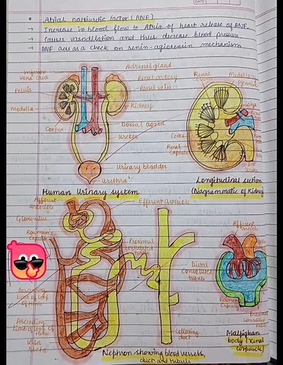 Biology class 11 || Chapter Excretory product and their elimination || Notes #neet #notes_making
