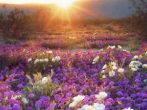 Odetta - A tribute to the Voice of the Civil Rights Movement