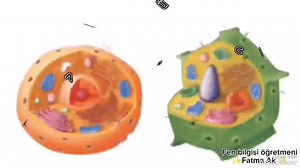 Hücre ve Organeller Şarkısı - Fen Bilgisi Eğitici Şarkıları