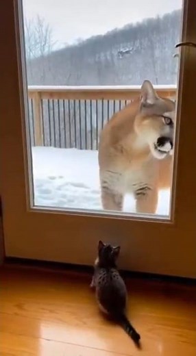 ower of a Mother—Cat Defends Her Kitten Against a Cougar