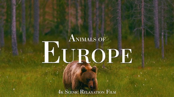 Europe’s Wildlife – Bears, Wolves & Reptiles in 4K