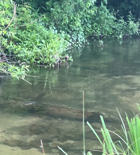 A Mayfly's Last Moments Before the Trout Strike