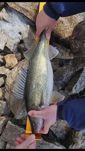 18K views · 68 reactions | And so it begins! Open Water fishing 2025 NCT Fishing #walleye #fishing #walleyefishing #pike #fish #catchandrelease #fishinglife #bassfishing #perch #bass #icefishing #zander #outdoors #musky #pikefishing #smallmouthbass #snoekbaars #largemouthbass #walleyenation #trout #crappie #bigfish #zanderfishing #fishingislife #angler #walleyes #predatorfishing #barsch #hecht #fishingaddict | NCT Fishing | Facebook