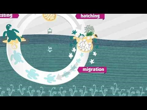 The Life Cycle of a Sea Turtle Motion Graphic.wmv