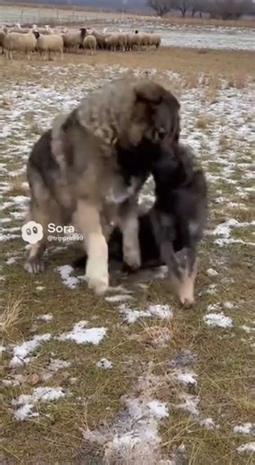 A black wolf approaches the sheep; a Caucasian Shepherd charges, forces it away and guards the flock