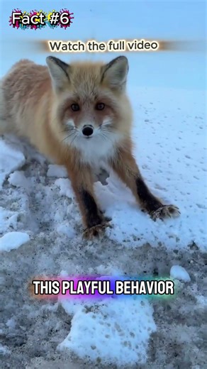 Foxes Play Just for Fun?! 🦊🎲 | Cute Fox Behavior | #shorts