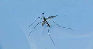 Qui est la tipule, aussi appelée cousin, qui ressemble à un moustique géant ?