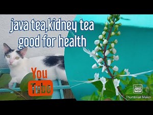 How to make java tea #poonai meesai plant #kanchana #gardening #beauty