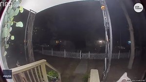 I'm home! Missing cat returns to New York home, rings doorbell to be let inside by owner