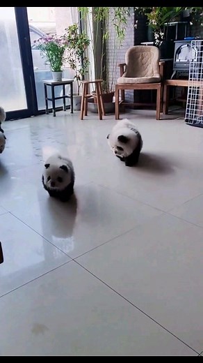 MunDog&Cats | Perros | Gatos | Mascotas y más on Instagram: "Los panda dogs 🐾🐕🐶 🅜🅤🅝🅓🅞🅖 & 🅒🅐🅣🅢 Servicios para mascotas Firulais y michis 🐾🐕🐆 #amoamiperro #amoamigato #dog #doglover #mascotas #dogs #dogstagram #dogsofinstagram #pets #animales #perrosdeinstagram #mascota #instadog #gatos #perrosfelices #perro #doglover #amorperruno #cachorros #cats #amorincondicional #pets #funny #dog #cat #perro #gato #meme #cute #puppy #michi"