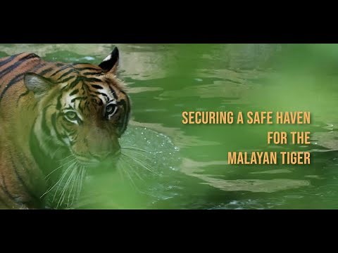 Securing a Safe Haven for the Malayan Tiger