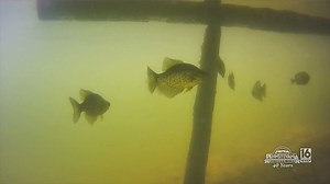 Drone Submarine Demonstration