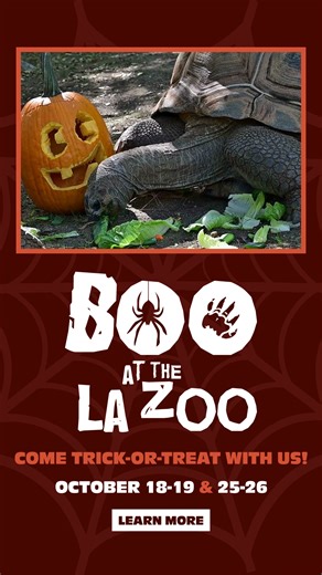 32K views · 44 reactions | Mark your calendars! Boo at the L.A. Zoo is right around the corner.  Happening at the Zoo on Saturdays and Sundays, Oct. 18 & 19 and Oct. 25 & 26, guests can enjoy trick-or-treating stations featuring premium candy, plus animal pumpkin feedings, themed photo ops, education stations, and more. Costumes are encouraged! | Los Angeles Zoo | Facebook