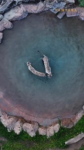 693K views · 16K reactions | POV: You and the gang roll up to the pool.  Save this for your next group plan inspo. [tigers, big cats, pool, cats in pool, aerial view, wildlife, wild animals, vantara] | Vantara | Facebook