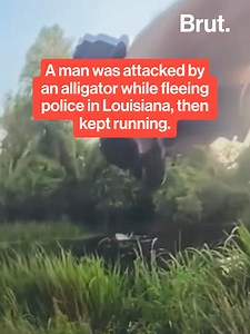 A man who was stopped for DWI in Louisiana was attacked by an alligator after jumping into a nearby swamp while fleeing police. The man continued running after the attack, despite sustaining multiple injuries. He was then located by drone operators and was apprehended when he was exiting the swamp.
