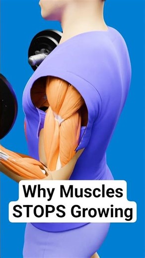 Why Muscle Growth Stops?#3danimation