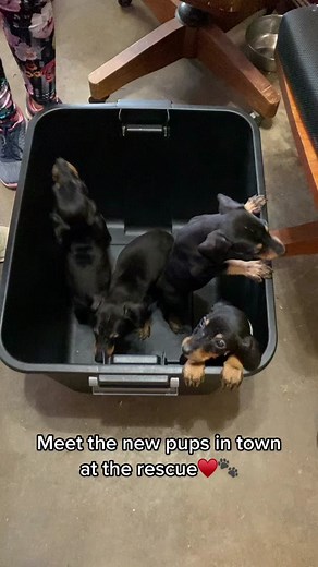 Rescued Doberman Puppies in Need of Care and Love