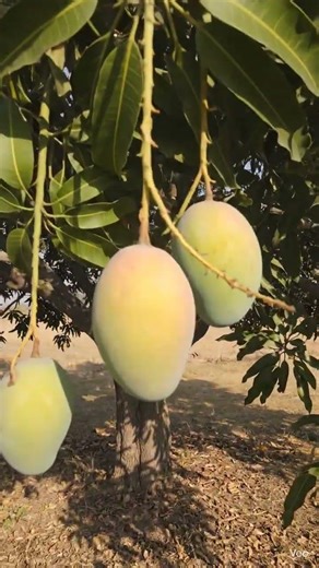 What happens to a mango tree from spring to the end of summer . . #MangoTree #Seasons #Timelapse