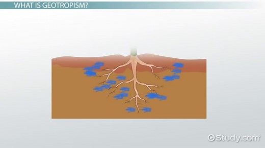 Geotropism | Definition, Types & Examples