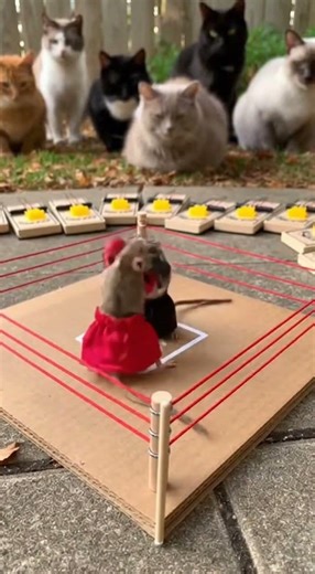 Rat Boxing Match Goes CRAZY 😂🐀🥊