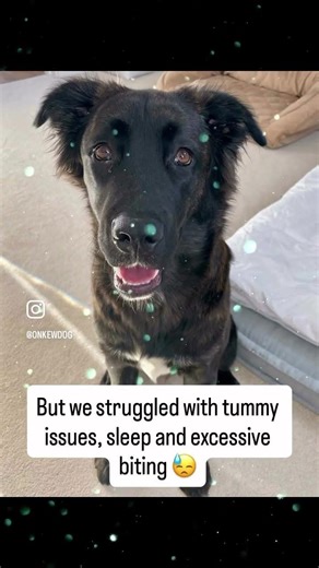 🌸 Josie’s Happy Ending