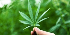 Cannabis Weekly Round-Up: Cannabis Collection Set to Debut in Canada
