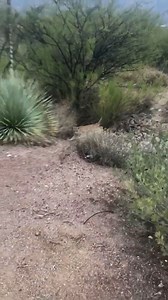 BOBCAT vs RATTLESNAKE: Officials say if you come across an encounter like this, leave them alone slowly back up and walk away. [Video: Rolf Averill] Newcomers Guide to AZ: http://bit.ly/2HhMsf8 | azfamily 3TV CBS 5