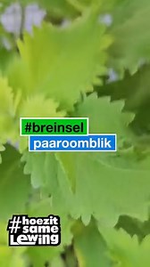 #hoezitsamelewing Welkom by 2024 se eerste #breinselpaaroomblik Ons gesels oor #groengewoontes Kom kuier saam vanaand om 19:00 hier op Hoezit Samelewing se Facebook Program: Filling the Gap Radio Pulpit / Radiokansel #Maandag #maandagmoitiveer #motiveer #gewoontes #kykie #graag #afrikaans #onsleersaam #groeisaam #monday #mondaymotivation #motivation #habits #foryou #foryoupagе | Hoezit Samelewing