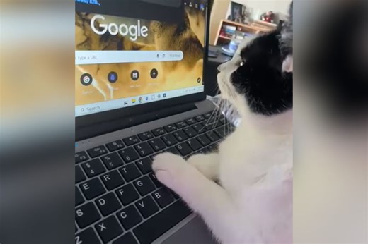 Cat Hijacks Owner’s Google Search, Her Reaction Wins Pet of the Week