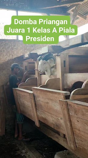 Inilah Domba Priangan.. Domba Juara Kelas A Piala Presiden 2023 #domba #binatang #hewan #goat #iduladha #dombagarut #sheep #GOAT | DIDIN DOMBA TV
