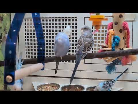 Sky Blue & Light Blue Parakeets aka Budgerigars Climb Toys, Perch & Consume Seeds at PetSmart!
