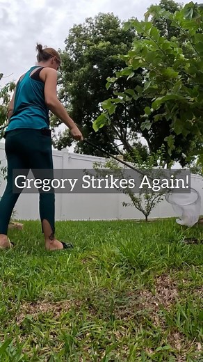 Gregory the garden snake is back! 🐍 Found him in my pool area before, and now he’s popping up all over the garden. We keep giving each other quite the scare! #FloridaGarden #GardenAdventures #WildlifeEncounter #GardeningLife #Snake | Homegrown Florida