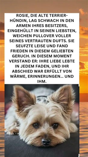 Rosies letzter Moment voller Liebe und Wärme 💔🐾