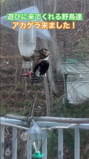 我が家のベランダ🏠遊びに来る野鳥達🦉アカゲラ♯北海道♯野鳥♯アカゲラ