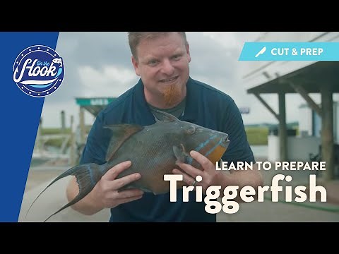 How to Clean and Prepare a Triggerfish to Cook - On the Hook