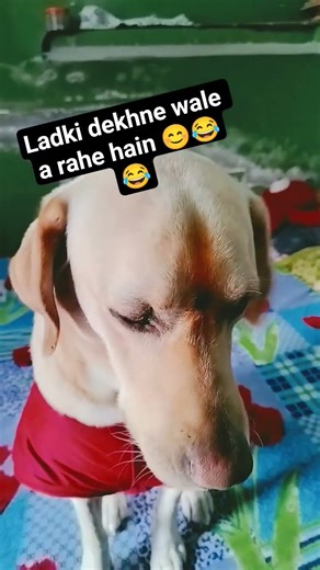 Ghar wale bole ki ladki wale a rahe hain #funny #funnymoment #stayaway #whatssofunny