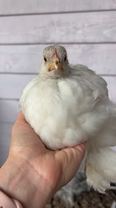 Scoop method I often get message saying ‘my chicks are scared of me when I try and pick them up what can I do?’ One thing I’ve found works well is the scoop method! Keeping the chick low to the ground, scoop your hand under their keel and gently lift up, letting them sit on your hand. As soon as they wiggle lower them to the ground and let them walk away. I find this is less imposing and scary and teaches them that they can leave whenever they choose and so are more likely to come back for more 